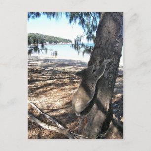 Young Koala, Geoffrey Bay, Magnetic Island Postcard