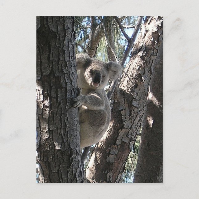 Young Koala, Geoffrey Bay, Magnetic Island Postcard (Front)