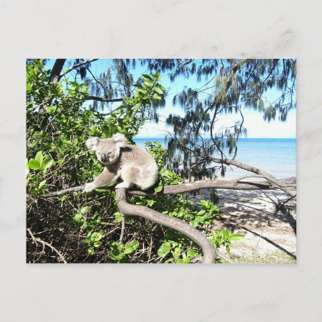 Young koala in a tree at the beach postcard (Front)