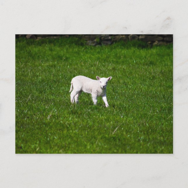 Young Lamb in Yorkshire Dales Postcard (Front)
