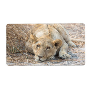 Young lion