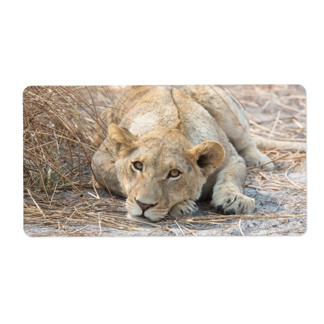 Young lion (Front)