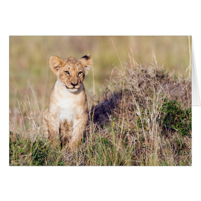 Young lion (Front Horizontal)