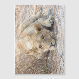 Young lion