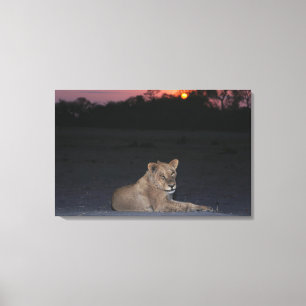 Young Lion at Sunrise Canvas Print