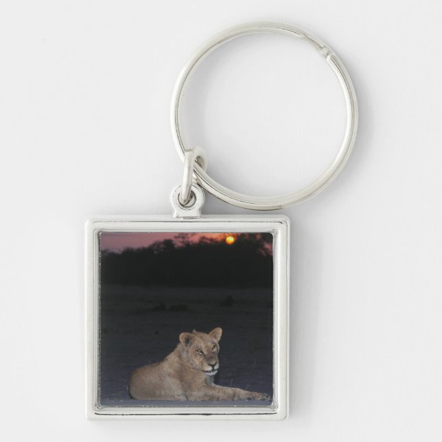 Young Lion at Sunrise Key Ring (Front)
