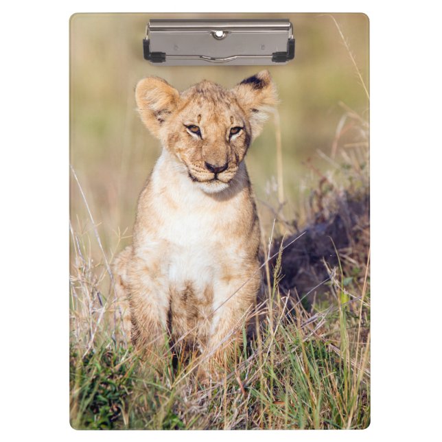 Young lion clipboard (Front)