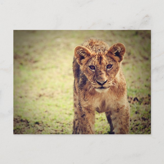 Young Lion Cub Photo Postcard (Front)