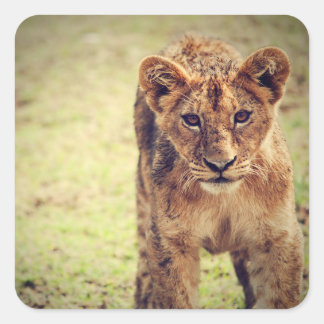 Young Lion Cub Photo Square Sticker