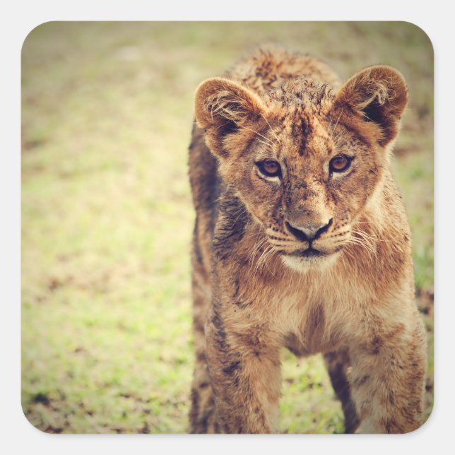 Young Lion Cub Photo Square Sticker (Front)