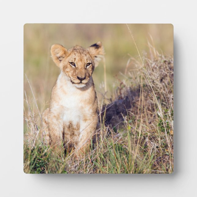 Young lion plaque (Front)