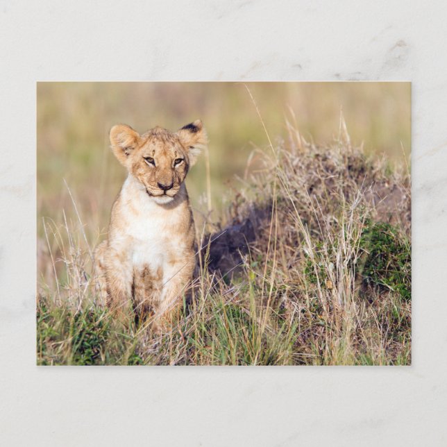 Young lion postcard (Front)