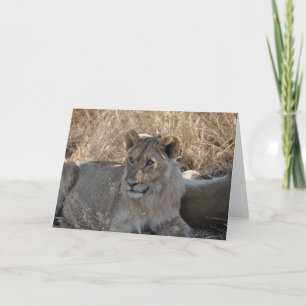 Young Lion, Tanzania Card