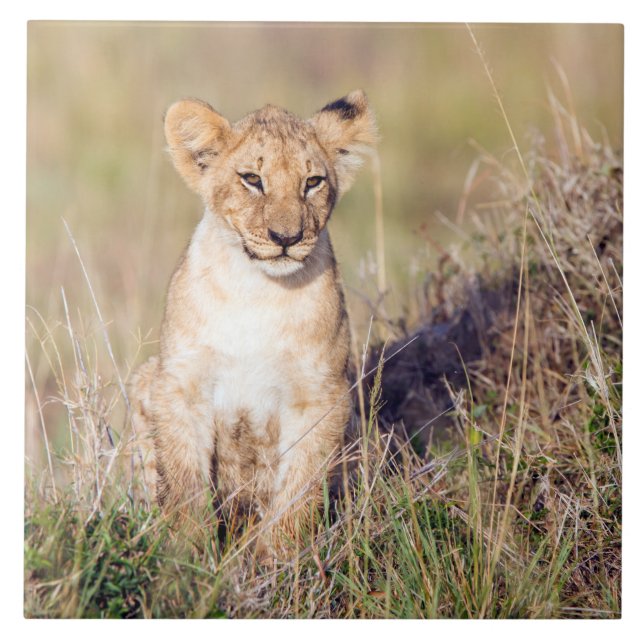 Young lion tile (Front)