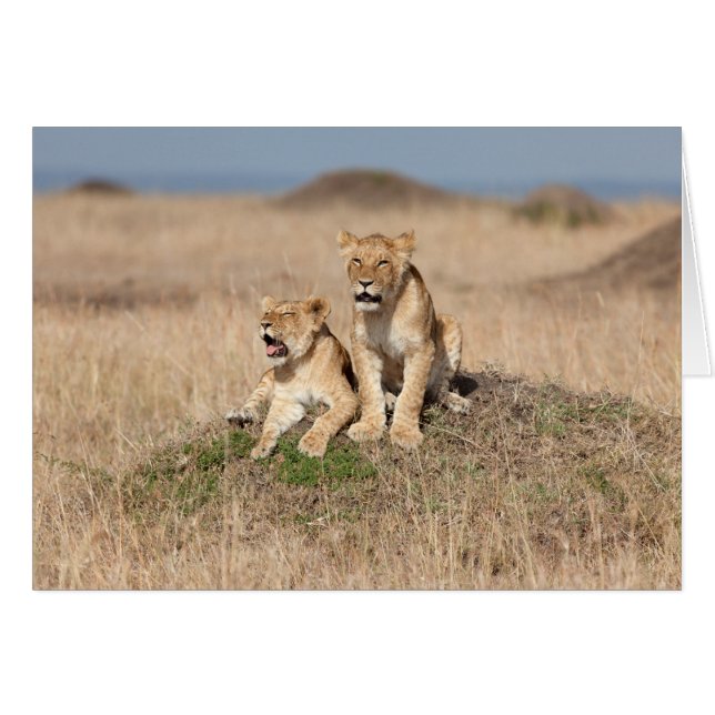 Young lions (Front Horizontal)