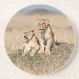 Young lions coaster