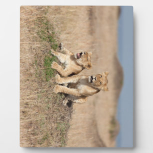 Young lions plaque
