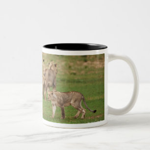 young lions playing, Panthera leo, Kgalagadi Two-Tone Coffee Mug
