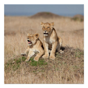 Young lions poster