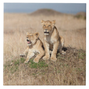 Young lions tile