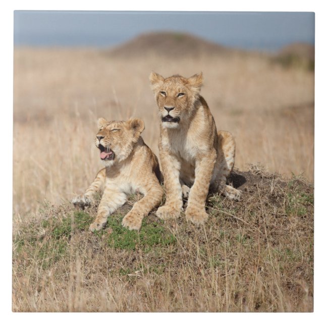 Young lions tile (Front)