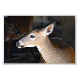 Young Male Key Deer, Florida Photo Print