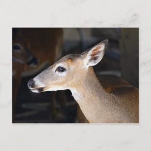 Young Male Key Deer, Florida Postcard