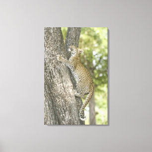 Young male leopard (Panthera Pardus) climbing Canvas Print