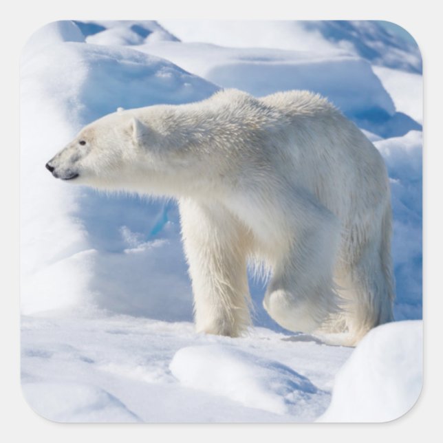 Young Male Polar Bear Square Sticker (Front)