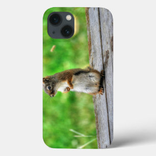 Young Male Squirrel Standing Wildlife Photo iPhone 13 Case