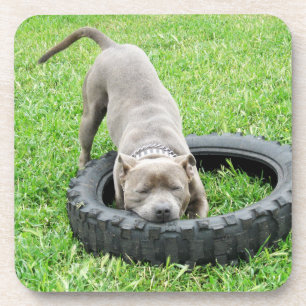 Young Male Staffy Loves To Play, Coaster