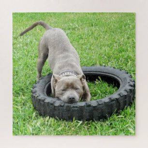 Young Male Staffy Playing With His Tyre, Jigsaw Puzzle