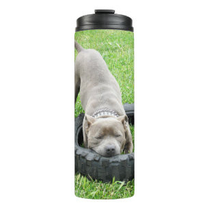 Young Male Staffy Playing With His Tyre, Thermal Tumbler