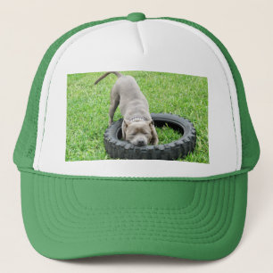 Young Male Staffy Playing With His Tyre, Trucker Hat
