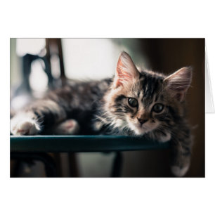 Young Male Tabby Cat 2