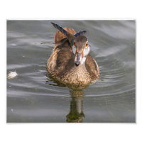 Young Male Wood Duck on Pond