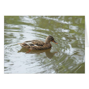 Young Mallard Duck - Roath Park Lake, Cardiff, UK