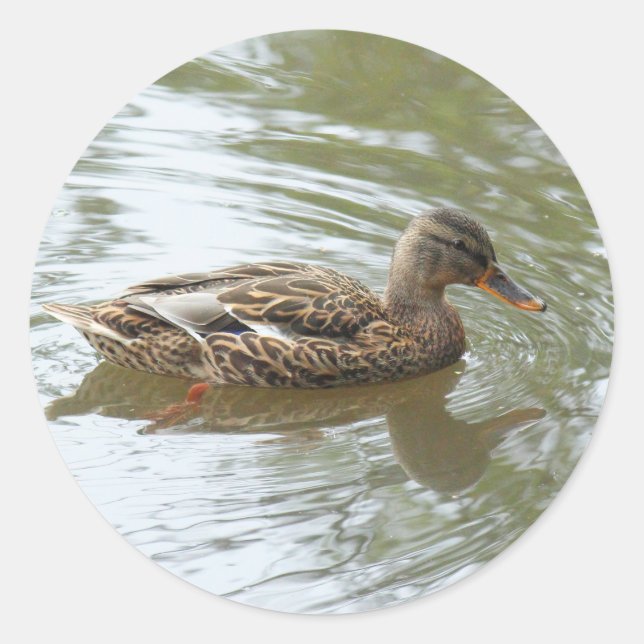 Young Mallard Duck - Roath Park Lake, Cardiff, UK Classic Round Sticker (Front)
