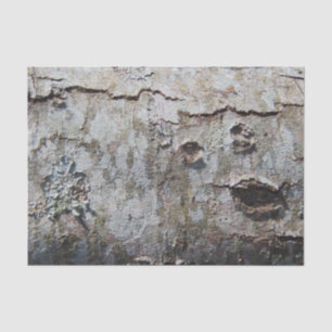 Young Maple Tree Bark 0041 Tissue Paper