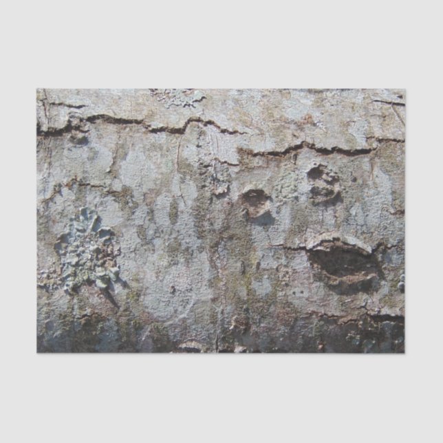 Young Maple Tree Bark 0041 Tissue Paper (Front)