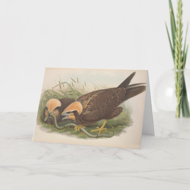 Young Marsh Harrier Bird_GC - Blank Note Card (Front)