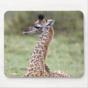 Young Masai Giraffe (Giraffa camelopardalis Mouse Mat