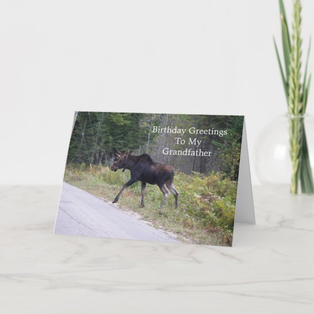 Young Moose On Road-Grandfather's Birthday Card (Front)