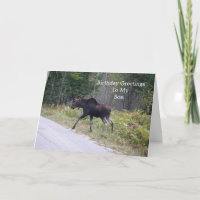 Young Moose On Road-Son's Birthday