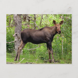 Young Moose Postcard