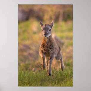 Young Mouflon in Meadow Wildlife Photography Poste Poster