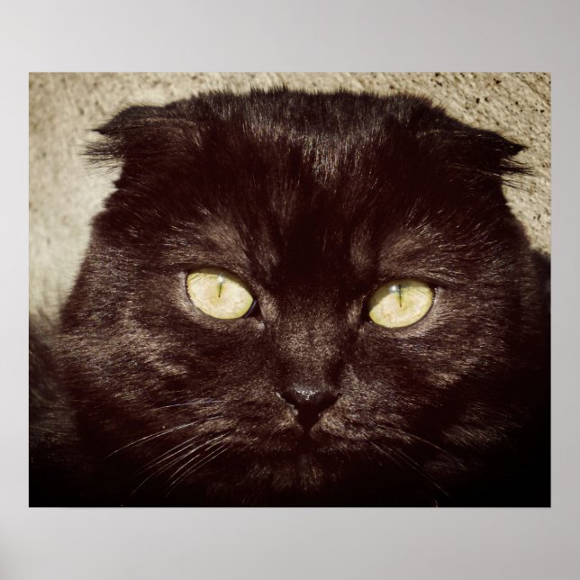 Young Munchkin Kitten Face Poster (Front)