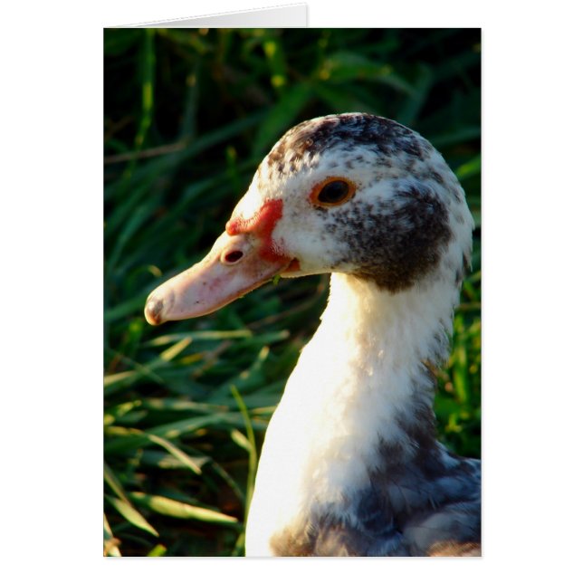 Young Muscovy Hen Duck (Front)