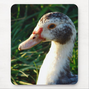 Young Muscovy Hen Duck Mouse Mat