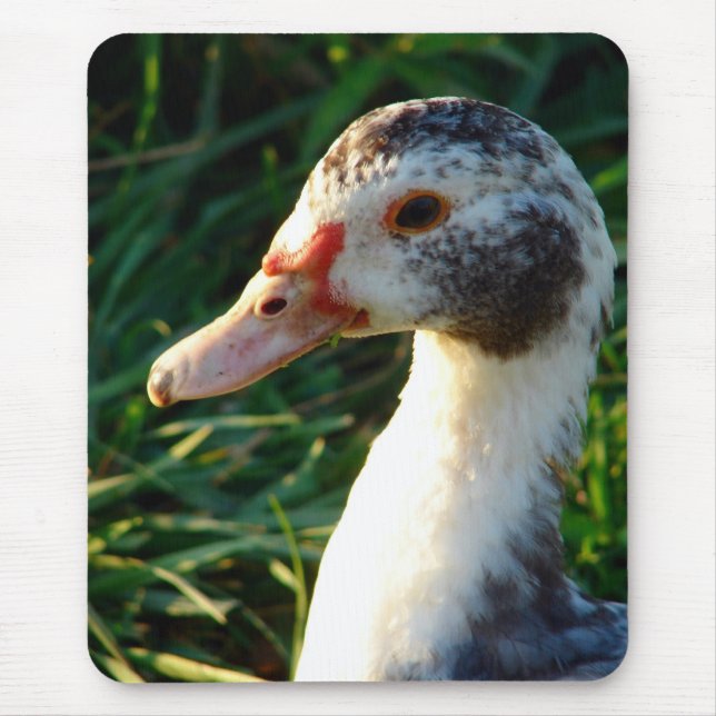 Young Muscovy Hen Duck Mouse Mat (Front)